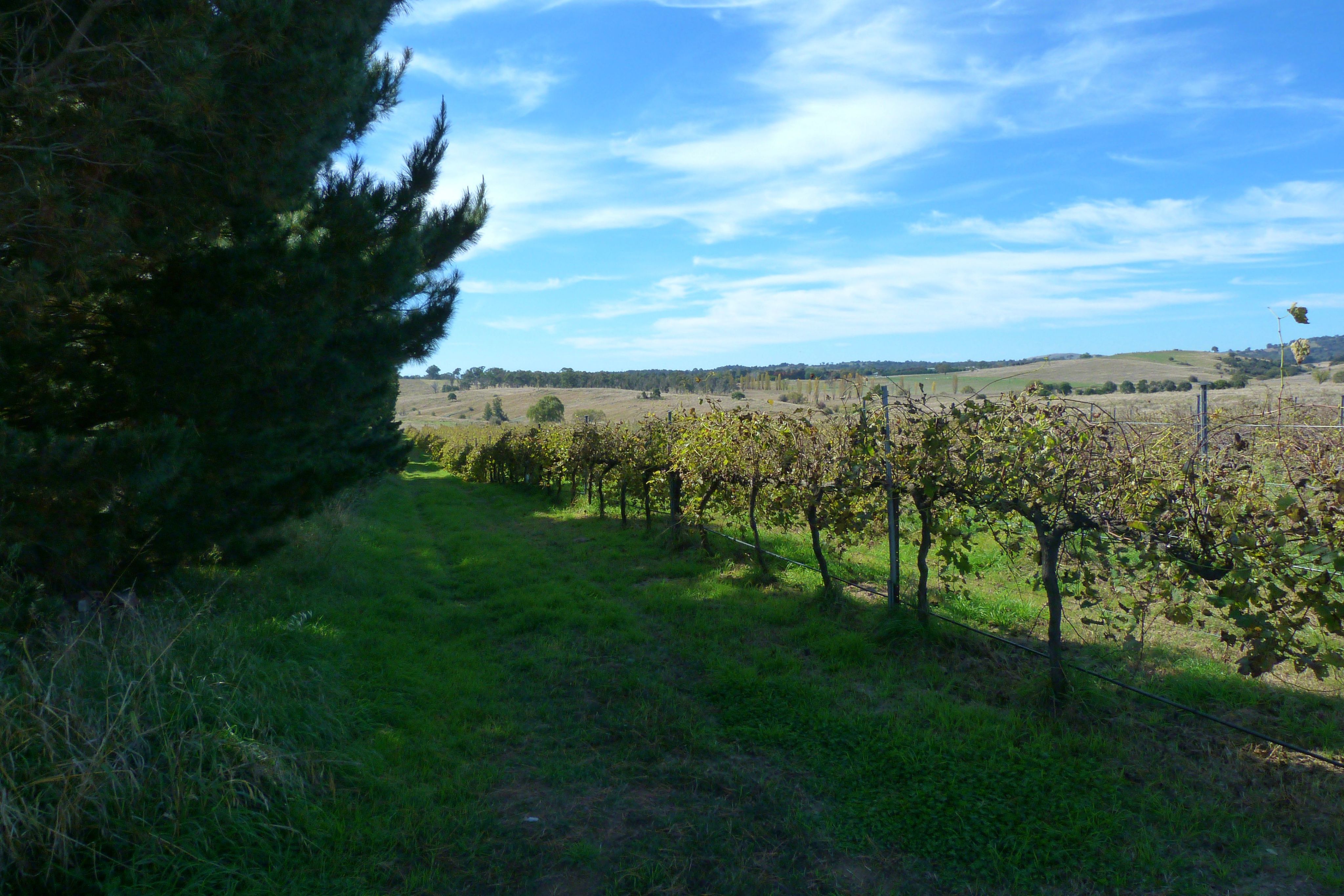 A vineyard under a blue sky. Green grass surrounds it.