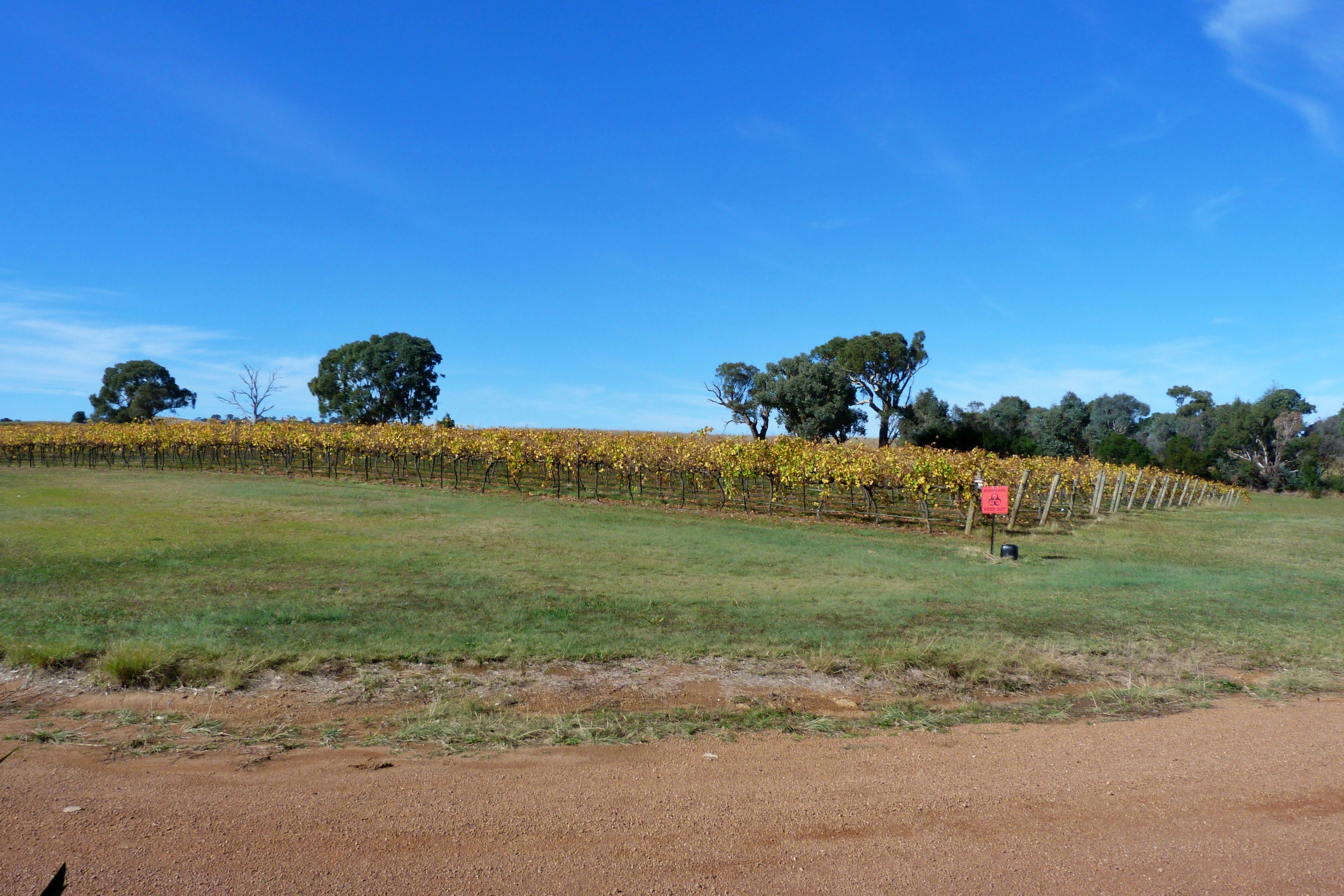 A vineyard. The foreground includes a bay of brown gravel. Onwards, sitting on green grass are rows of grape vines.